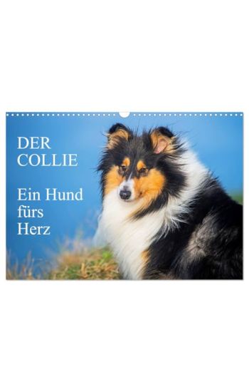 Der Collie - ein Hund fürs Herz (Wandkalender 2026 DIN A3 quer), CALVENDO Monatskalender