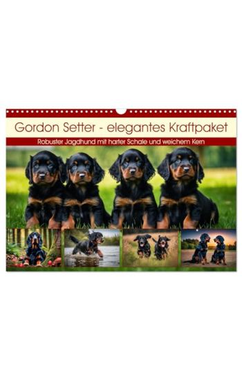 Gordon Setter - elegantes Kraftpaket (Wandkalender 2026 DIN A3 quer), CALVENDO Monatskalender