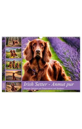 Irish Setter - Anmut pur (Wandkalender 2026 DIN A3 quer), CALVENDO Monatskalender