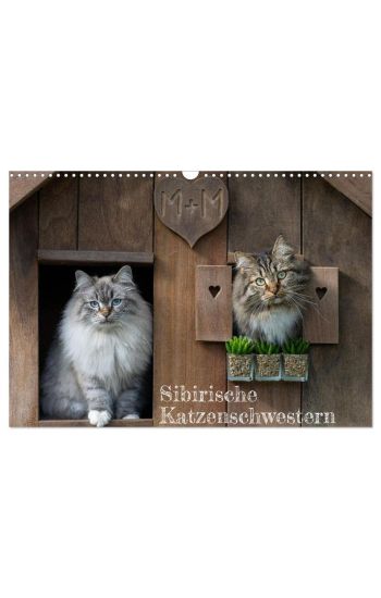 Maui und Molokai - Sibirische Katzenschwestern (Wandkalender 2026 DIN A3 quer), CALVENDO Monatskalender