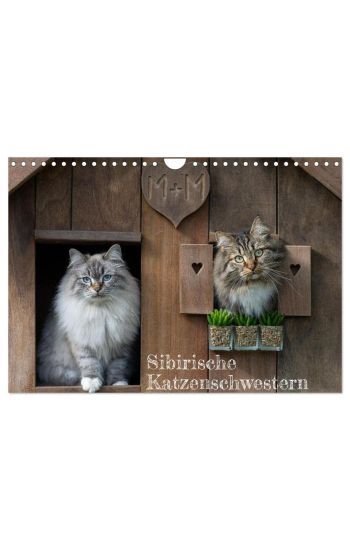 Maui und Molokai - Sibirische Katzenschwestern (Wandkalender 2026 DIN A4 quer), CALVENDO Monatskalender