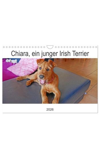 Chiara, ein junger Irish Terrier (Wandkalender 2026 DIN A4 quer), CALVENDO Monatskalender