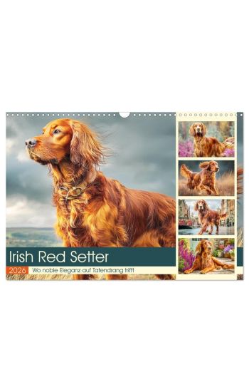 Irish Red Setter. Wo noble Eleganz auf Tatendrang trifft (Wandkalender 2026 DIN A3 quer), CALVENDO Monatskalender