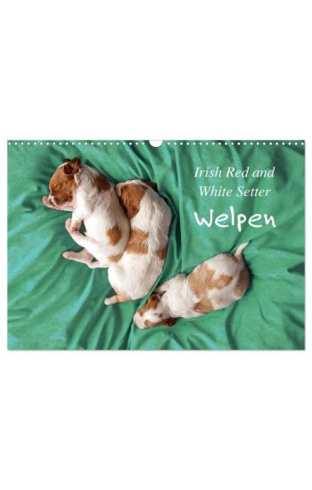 Irish Red and White Setter Welpen (Wandkalender 2026 DIN A3 quer), CALVENDO Monatskalender
