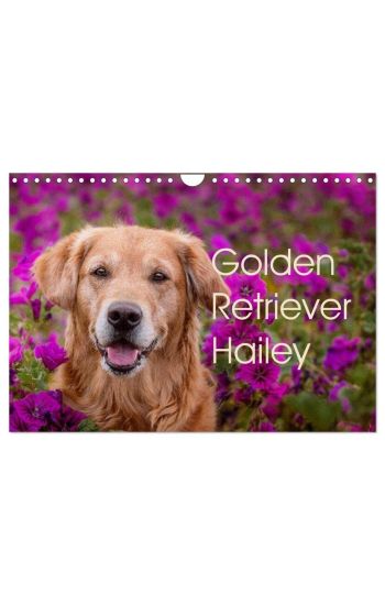 Golden Retriever Hailey Fotokalender (Wandkalender 2026 DIN A4 quer), CALVENDO Monatskalender
