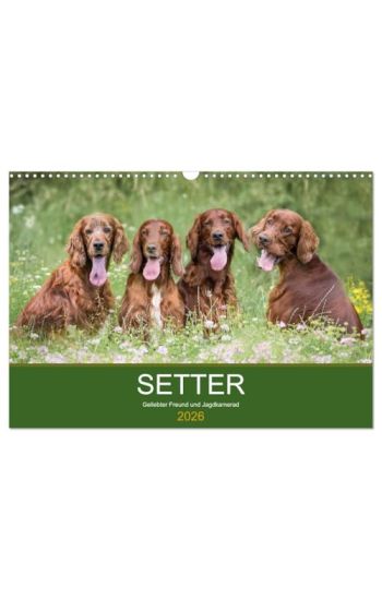 Setter - Geliebter Freund und Jagdkamerad (Wandkalender 2026 DIN A3 quer), CALVENDO Monatskalender