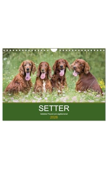 Setter - Geliebter Freund und Jagdkamerad (Wandkalender 2026 DIN A4 quer), CALVENDO Monatskalender