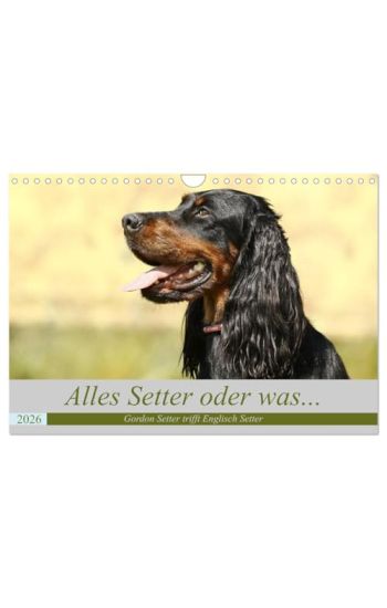 Alles Setter oder was (Wandkalender 2026 DIN A4 quer), CALVENDO Monatskalender