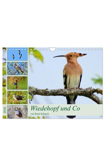 Wiedehopf und Co - von René Schaack (Wandkalender 2026 DIN A4 quer), CALVENDO Monatskalender