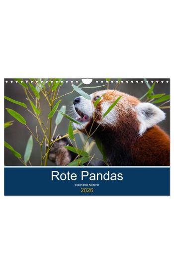 Rote Pandas - geschickte Kletterer (Wandkalender 2026 DIN A4 quer), CALVENDO Monatskalender