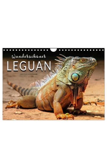 Wunderschöner Leguan (Wandkalender 2026 DIN A4 quer), CALVENDO Monatskalender