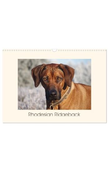 Rhodesian Ridgeback Power aus Südafrika (Wandkalender 2026 DIN A3 quer), CALVENDO Monatskalender
