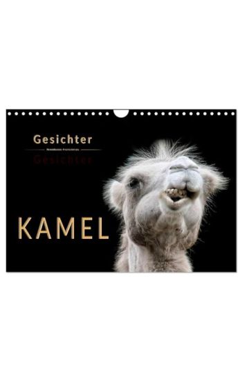 Kamel Gesichter (Wandkalender 2026 DIN A4 quer), CALVENDO Monatskalender