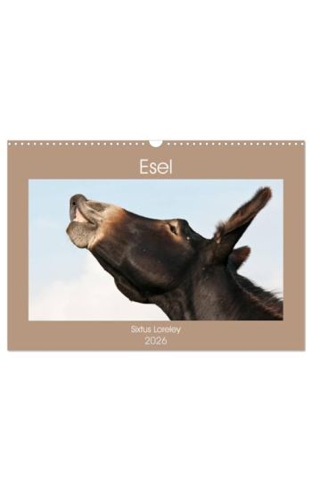 Esel - Sixtus Loreley (Wandkalender 2026 DIN A3 quer), CALVENDO Monatskalender