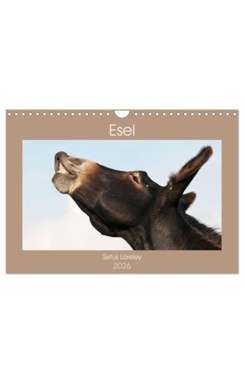 Esel - Sixtus Loreley (Wandkalender 2026 DIN A4 quer), CALVENDO Monatskalender