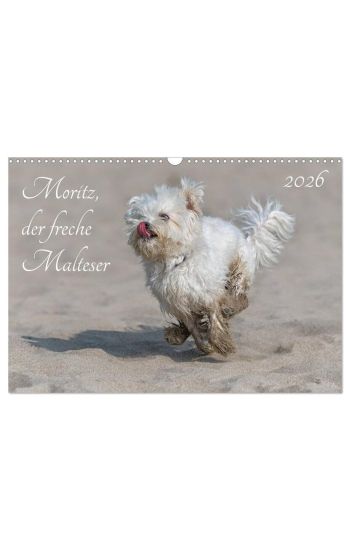 Moritz, der freche Malteser (Wandkalender 2026 DIN A3 quer), CALVENDO Monatskalender