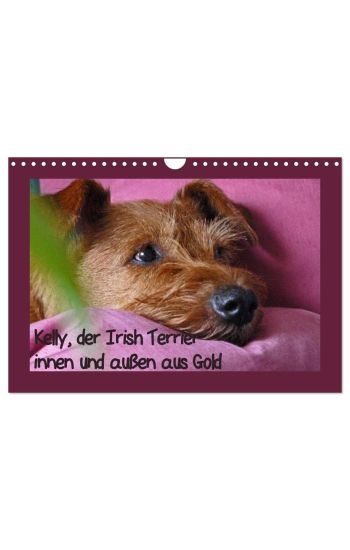 Kelly, der Irish Terrier - innen und außen aus Gold (Wandkalender 2026 DIN A4 quer), CALVENDO Monatskalender