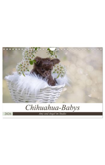 Chihuahua-Babys - Amy und Angel im Studio (Wandkalender 2026 DIN A4 quer), CALVENDO Monatskalender