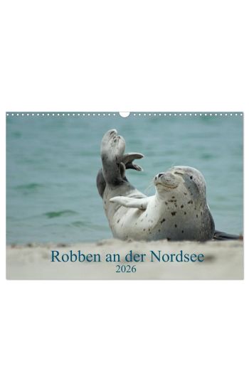 Robben an der Nordsee (Wandkalender 2026 DIN A3 quer), CALVENDO Monatskalender
