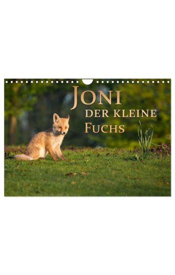 Joni, der kleine Fuchs (Wandkalender 2026 DIN A4 quer), CALVENDO Monatskalender