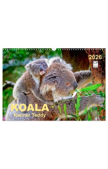 Koala - kleiner Teddy (Wandkalender 2026 DIN A3 quer), CALVENDO Monatskalender