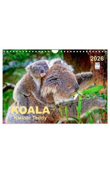 Koala - kleiner Teddy (Wandkalender 2026 DIN A4 quer), CALVENDO Monatskalender