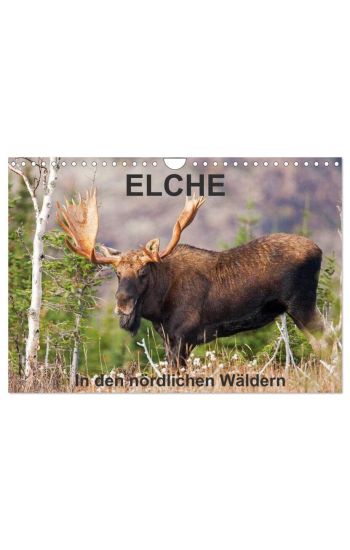 ELCHE In den nördlichen Wäldern (Wandkalender 2026 DIN A4 quer), CALVENDO Monatskalender