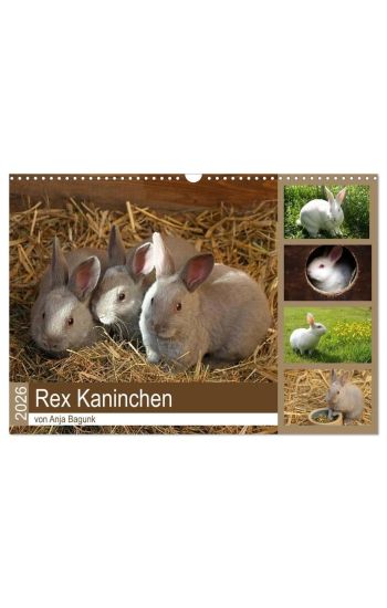 Rex - Kaninchen (Wandkalender 2026 DIN A3 quer), CALVENDO Monatskalender