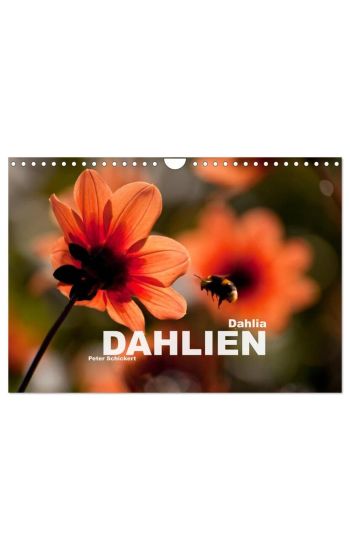Dahlia - Dahlien (Wandkalender 2026 DIN A4 quer), CALVENDO Monatskalender
