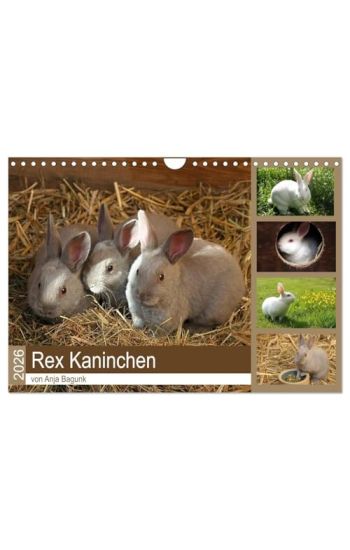 Rex - Kaninchen (Wandkalender 2026 DIN A4 quer), CALVENDO Monatskalender