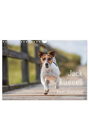 Jack Russell - Klein, aber oho! (Wandkalender 2026 DIN A4 quer), CALVENDO Monatskalender