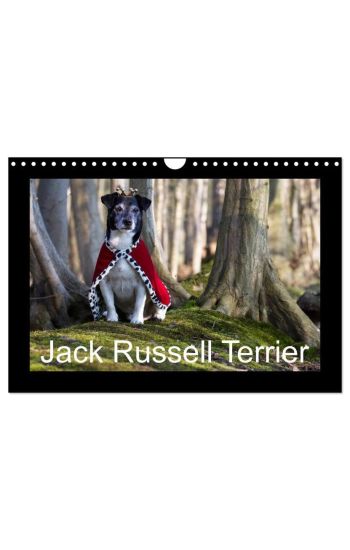 Jack Russell Terrier.....Ein Verwandlungskünstler namens Jake (Wandkalender 2026 DIN A4 quer), CALVENDO Monatskalender