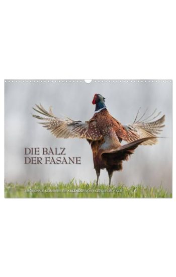 Emotionale Momente: Die Balz der Fasane / CH-Version (Wandkalender 2026 DIN A3 quer), CALVENDO Monatskalender