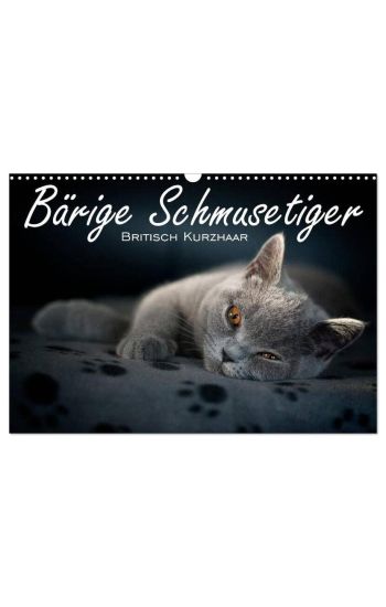 Bärige Schmusetiger - Britisch Kurzhaar / CH-Version (Wandkalender 2026 DIN A3 quer), CALVENDO Monatskalender