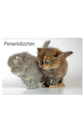 Perserkätzchen / CH-Version (Wandkalender 2026 DIN A3 quer), CALVENDO Monatskalender
