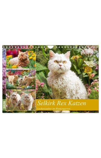 Selkirk Rex Katzen. Lockenzauber im Blumengarten (Wandkalender 2026 DIN A4 quer), CALVENDO Monatskalender