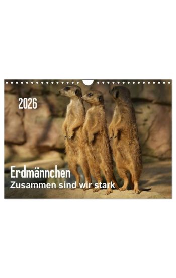 Erdmännchen - Zusammen sind wir stark / CH-Version (Wandkalender 2026 DIN A4 quer), CALVENDO Monatskalender