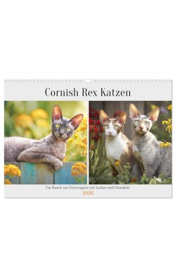 Cornish Rex Katzen. Ein Hauch von Extravaganz mit Locken und Charakter (Wandkalender 2026 DIN A3 quer), CALVENDO Monatskalender