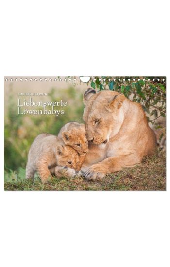Emotionale Momente: Liebenswerte Löwenbabys / CH-Version (Wandkalender 2026 DIN A4 quer), CALVENDO Monatskalender