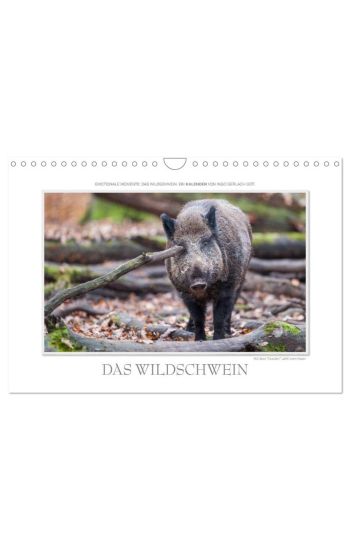 Emotionale Momente: Das Wildschwein. / CH-Version (Wandkalender 2026 DIN A4 quer), CALVENDO Monatskalender