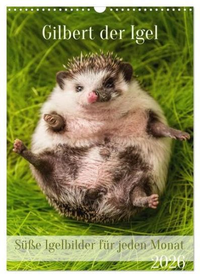 Gilbert der Igel (Wandkalender 2026 DIN A3 hoch), CALVENDO Monatskalender