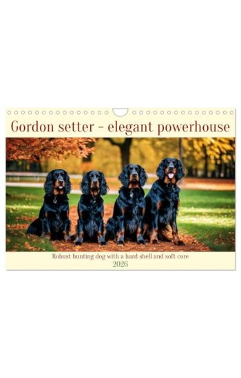 Gordon Setter - elegant powerhouse (Wall Calendar 2026 DIN A4 landscape), CALVENDO 12 Month Wall Calendar
