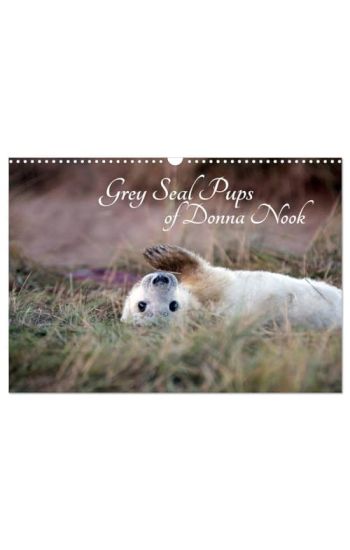 Grey Seal Pups of Donna Nook (Wall Calendar 2026 DIN A3 landscape), CALVENDO 12 Month Wall Calendar
