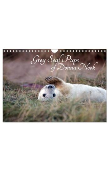 Grey Seal Pups of Donna Nook (Wall Calendar 2026 DIN A4 landscape), CALVENDO 12 Month Wall Calendar