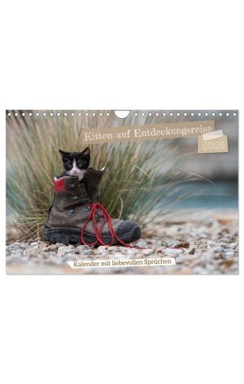Kitten auf Entdeckungsreise (Wandkalender 2026 DIN A4 quer), CALVENDO Monatskalender