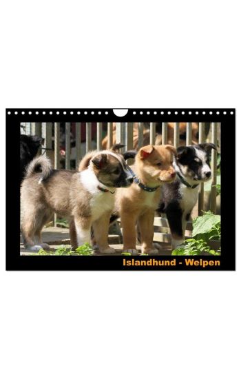 Islandhund - Welpen / CH-Version (Wandkalender 2026 DIN A4 quer), CALVENDO Monatskalender