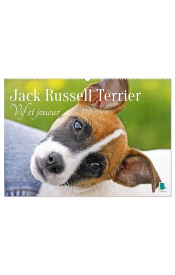 Jack Russell Terrier : vif et joueur (Calendrier mural 2026 DIN A2 vertical), CALVENDO calendrier mensuel