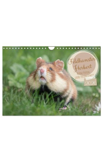 Feldhamster Herbert Kleine Pfoten, große Persönlichkeit (Wandkalender 2026 DIN A4 quer), CALVENDO Monatskalender