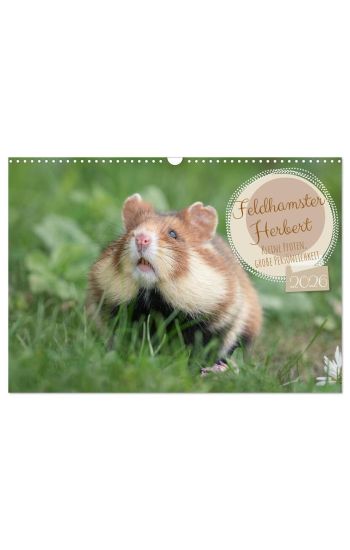 Feldhamster Herbert Kleine Pfoten, große Persönlichkeit (Wandkalender 2026 DIN A3 quer), CALVENDO Monatskalender