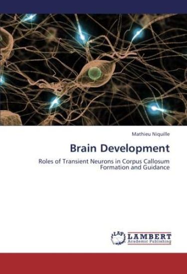 Brain Development
